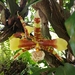 Orquídea Boca de Tigre - Photo (c) Gina Figueroa, todos los derechos reservados, subido por Gina Figueroa
