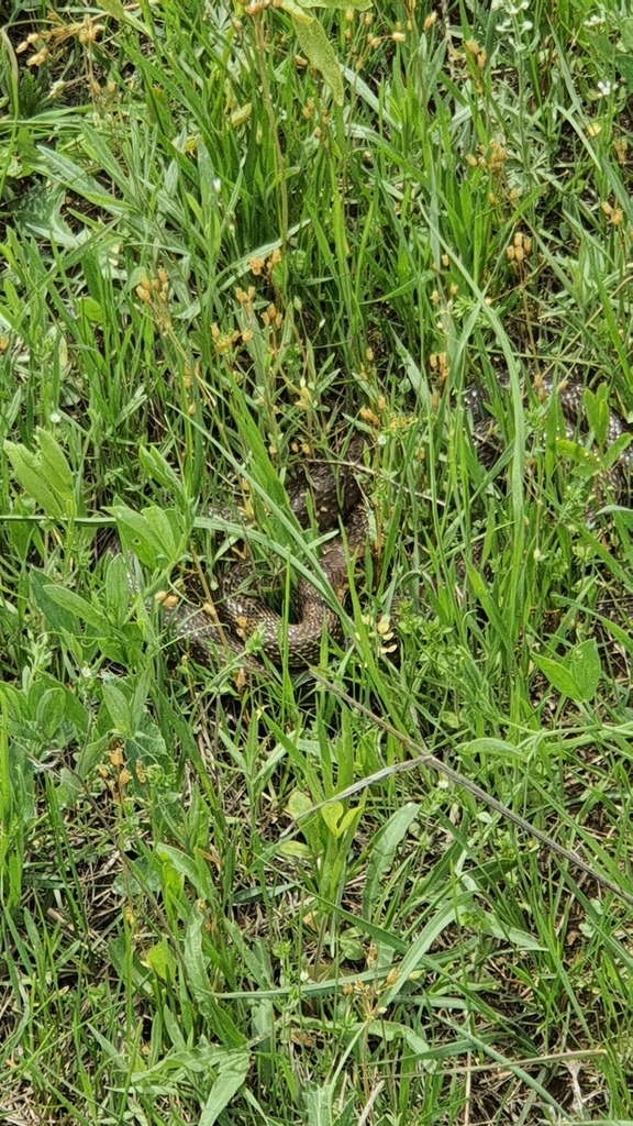 Red-Bellied Racer from Shida Kartli, Georgia on May 1, 2021 at 01:26 PM ...