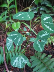 Passiflora trifasciata image