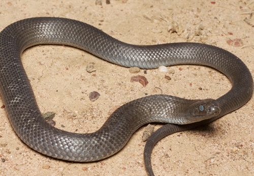 Blue-bellied Black Snake sighting