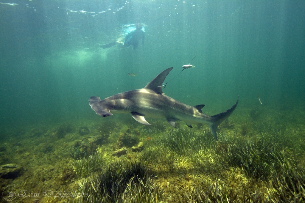 Great hammerhead