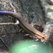 Sumichrast's Skink - Photo (c) sabrewing, all rights reserved, uploaded by sabrewing