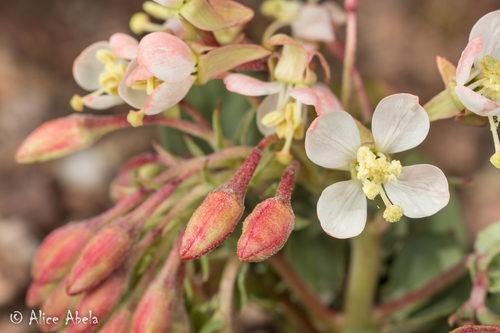 Eremothera boothii ssp. desertorum