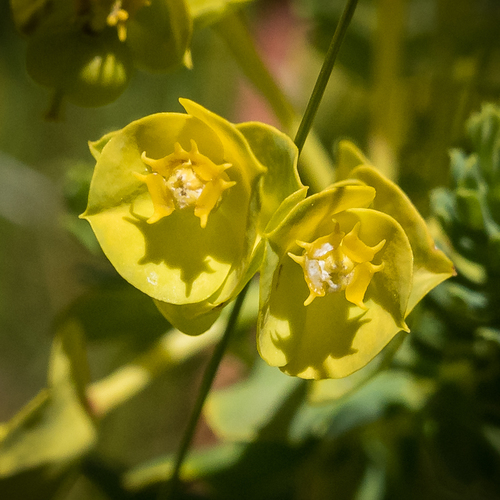 Euphorbia ericoides
