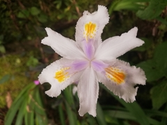 Iris japonica image