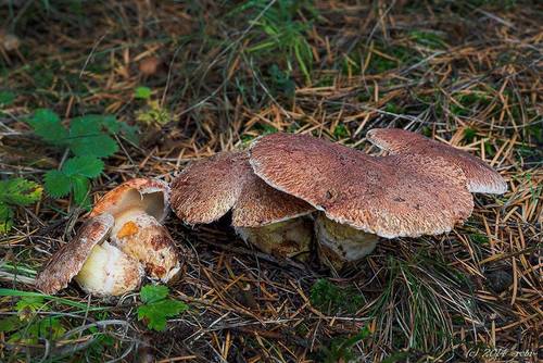 Western Painted Suillus