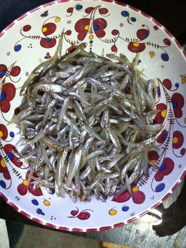 Alchichica Silverside
