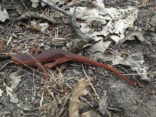 iNaturalist observation photo of Sierra Newt