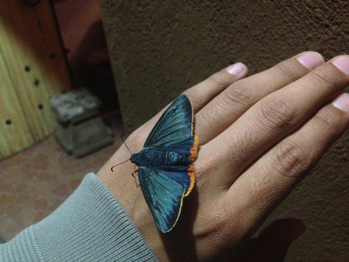 Orange-rimmed Skipper