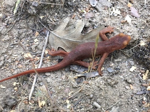 iNaturalist observation photo of Sierra Newt
