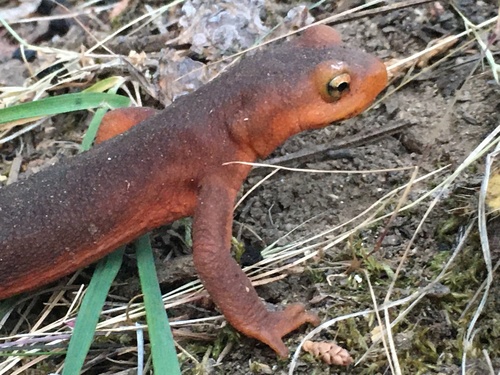 iNaturalist observation photo of Sierra Newt