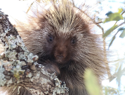 Novo Mundo Porco Espinho Família Erethizontidae Desenho Realista