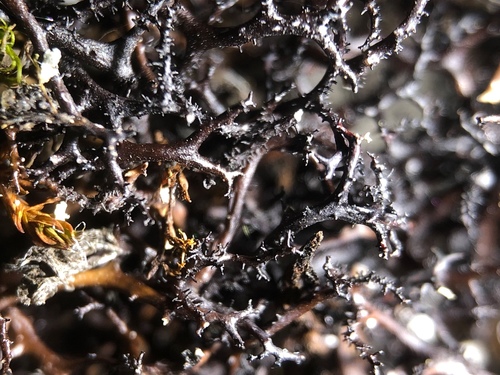 Spiny Heath Lichen