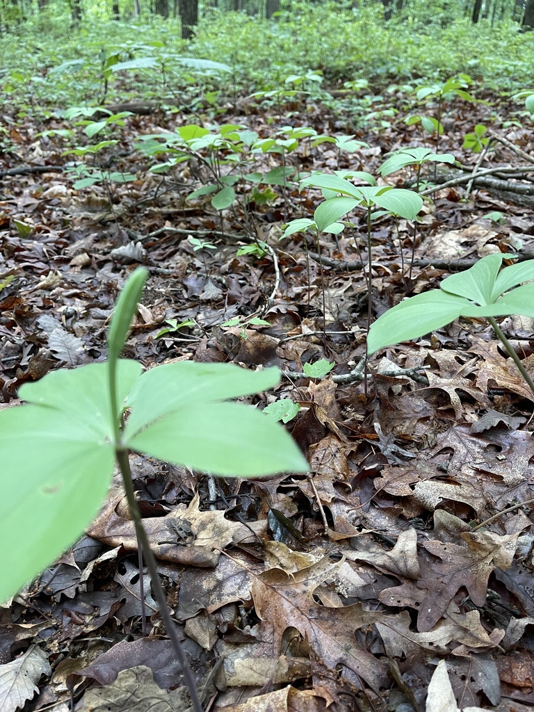 Large Whorled Pogonia from Zion Rd, Brookeville, MD, US on May 30, 2021