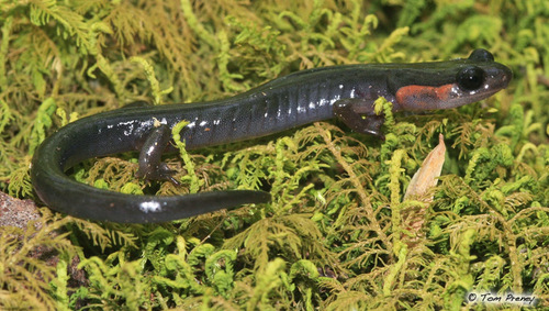 Red-cheeked Salamander