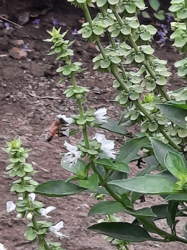 photo of Western Honey Bee (Apis mellifera)