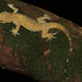 Hemidactylus prashadi - Photo (c) Paul Freed, todos los derechos reservados, subido por Paul Freed