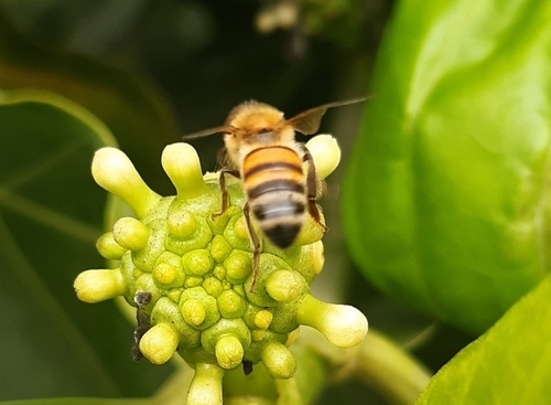 photo of Western Honey Bee (Apis mellifera)