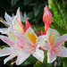 Rhododendron - Photo (c) Thomas Shellenberger, כל הזכויות שמורות, הועלה על ידי Thomas Shellenberger