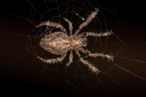 Eustala guianensis