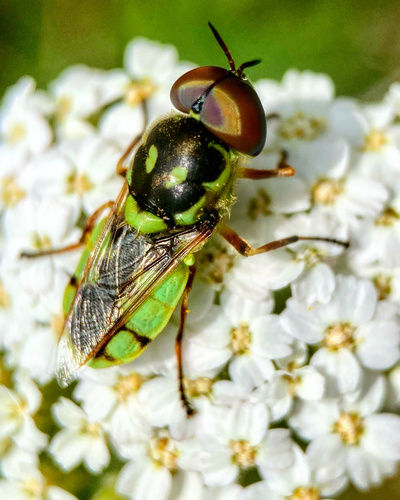 Hedriodiscus binotatus (Loew, 1866)
