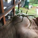 Aila Keto's Stick Insect - Photo (c) Mark Harris, all rights reserved, uploaded by Mark Harris