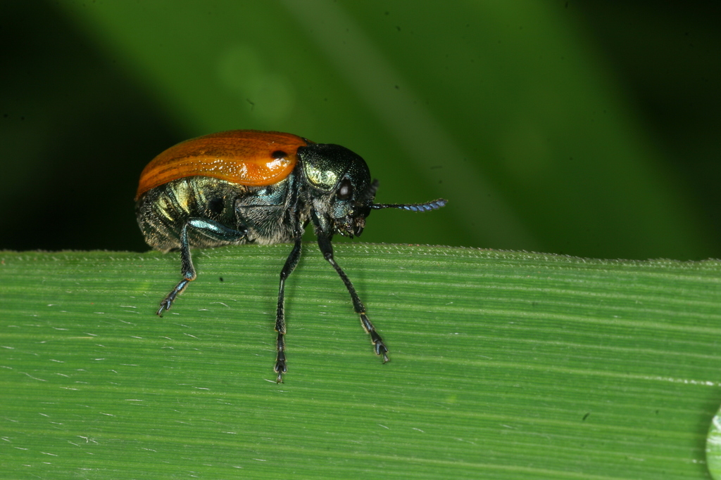 Labombom Insect Labidostomis chinensis from 화천군 사내면 광덕산 on June 30, 2007 at 09:55 AM by ...