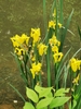 Yellow Iris - Photo (c) Junyan Xu, all rights reserved, uploaded by Junyan Xu