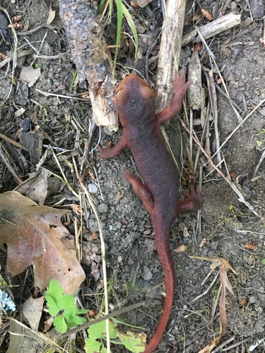 iNaturalist observation photo of Sierra Newt