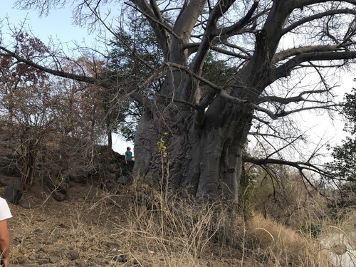African baobab