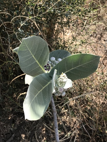 giant milkweed