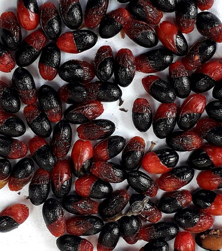 Bocconia arborea
