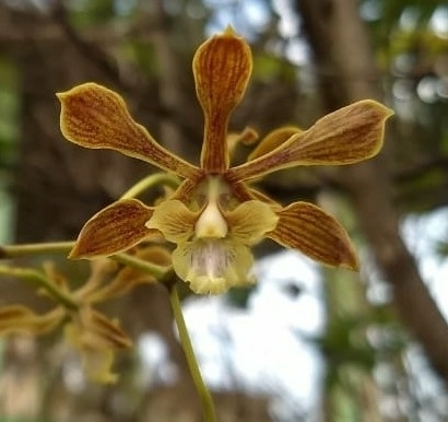 Encyclia meliosma