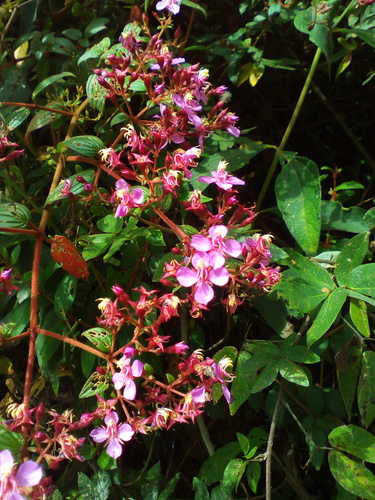 Monochaetum multiflorum image