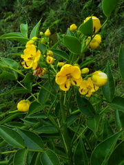 Senna pistaciifolia image