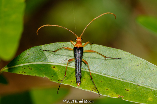 Strangalia bicolor (Swederus, 1787)