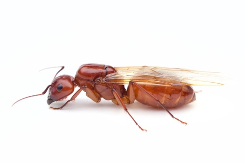 Chestnut Carpenter Ant