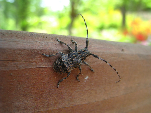 Subgenus Mesosa · iNaturalist