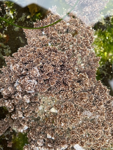photo of Coralline Algae (Corallinaceae)