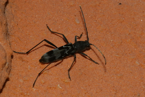 Demonax seoulensis