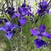 Iris sanguinea violacea - Photo 由 rob mcdonald 所上傳的 (c) rob mcdonald，保留所有權利