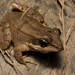 Australian Wood Frog - Photo (c) Trent Townsend, all rights reserved, uploaded by Trent Townsend