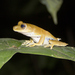 Stained Tree Frog - Photo (c) Ameet, all rights reserved, uploaded by Ameet