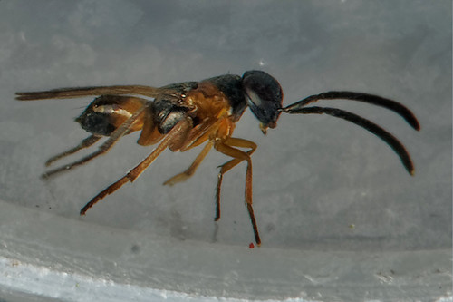 Ericydnus