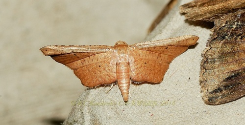 Penestica