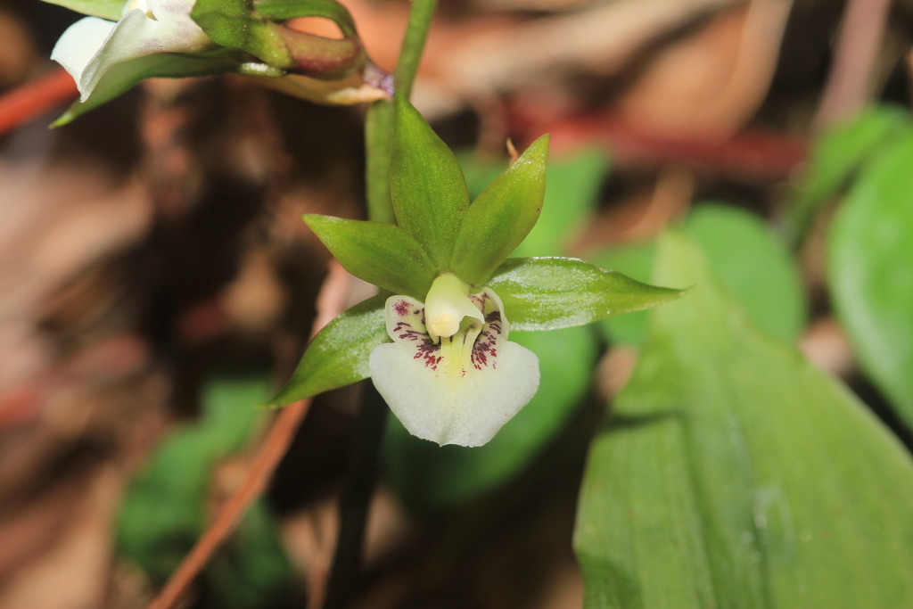 Collabium chinense (Collabium chinense)
