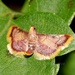 Hypsopygia mauritialis - Photo (c) Roger C. Kendrick, todos los derechos reservados