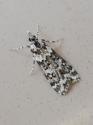 Eudonia lineola Curtis, 1827