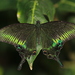 Papilio bianor kotoensis - Photo (c) 林翰羽, todos los derechos reservados, subido por 林翰羽