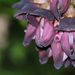 Mucuna membranacea - Photo (c) 林翰羽, all rights reserved, uploaded by 林翰羽